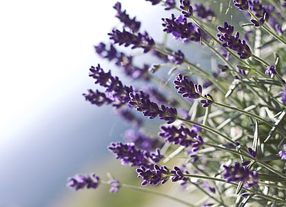 selective focus photography of purple petaled flowers thumbnail