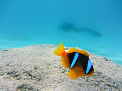 yellow and black clown fish under water near scuba diver thumbnail