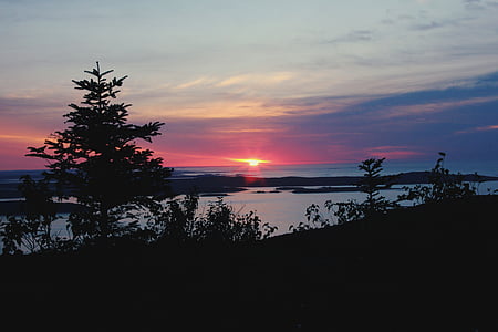 tree silhouette thumbnail