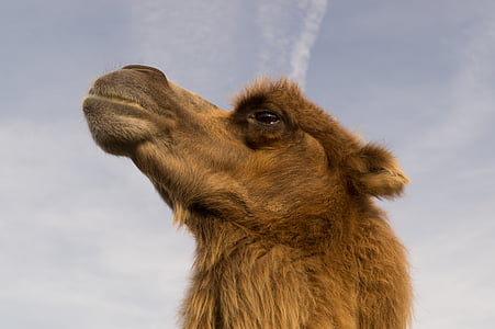 low angle photography of brown camel thumbnail