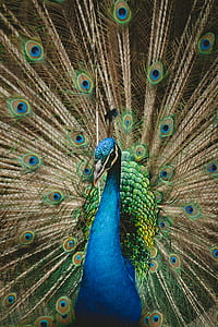 selective focus photography of peacock thumbnail