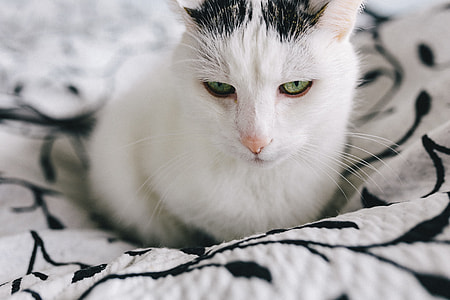 Portraits of white sad cat thumbnail