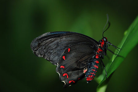 photo of black and red butterfly in macro photography thumbnail