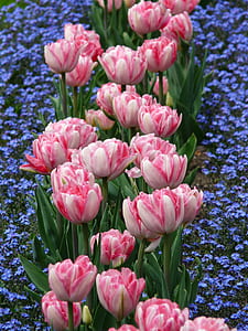 close-up photo of pink-and-white tulip flowers thumbnail