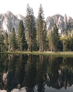 trees beside body of water thumbnail