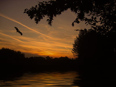 sky, sunset, bird, water thumbnail