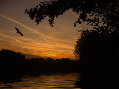 black bird flying during sunset thumbnail