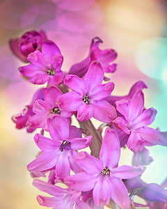 pink 6-petaled flowers thumbnail