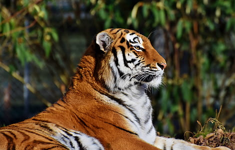 tiger lying on ground close-up photo thumbnail
