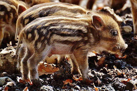 photo of wild boar piglet thumbnail