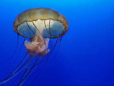 underwater photography of orange jellyfish thumbnail