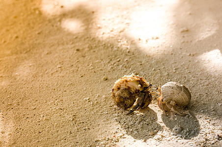 two brown hermit crabs on sand thumbnail