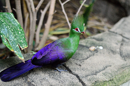 selective focus photography of tragopan pigeon thumbnail