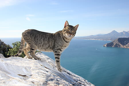 gray and black cat standing on mountain during daytime thumbnail