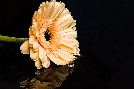 shallow focus of yellow flower thumbnail