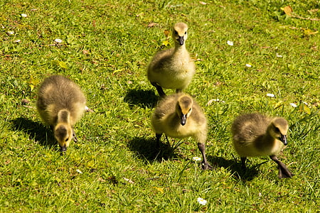 four quails on green grass thumbnail