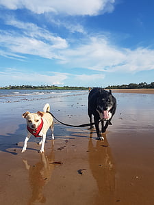 two black and fawn dogs on seashoer thumbnail