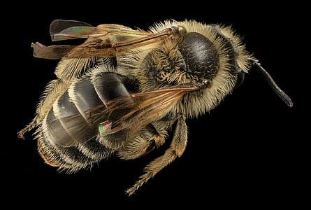 legs, animal, bee, pollen thumbnail