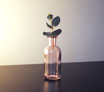 close up photography of green leaf plant in glass bottle thumbnail
