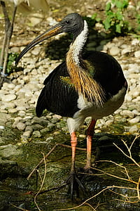 black and white bird shallow focus photography thumbnail
