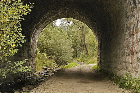 empty pathway beside green leaf tree thumbnail