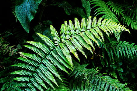 fern plant thumbnail