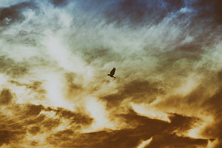 Bird Flying on Cloudy Sky thumbnail