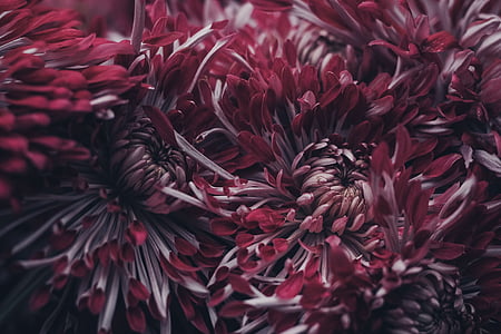 shallow focus photography of red flowers thumbnail