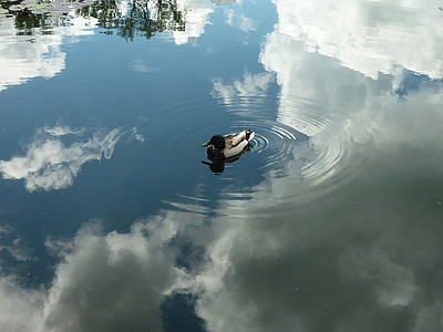 white and black mallard duck floating on water thumbnail