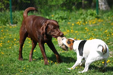 two dogs biting brown toy outdoor during daytime thumbnail