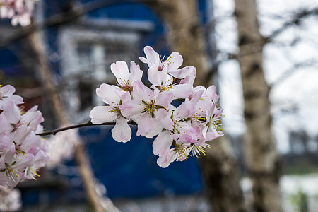 Japan, Cherry Blossom thumbnail