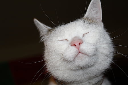short-coated white cat thumbnail