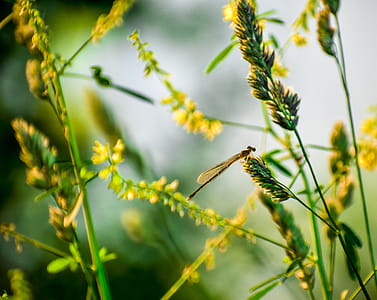 Brown Damselfly Perched on Yellow Flower in Selective Focus Photography thumbnail