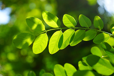 selective focus photography of green leaves thumbnail