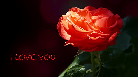 red rose with i love you text overlay thumbnail