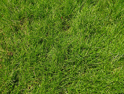 green grass field thumbnail