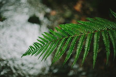 shallow focus photo graphy of green leafed plant thumbnail