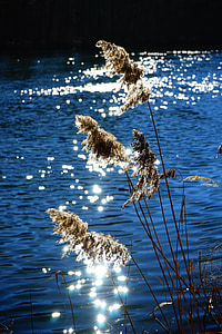 brown leafed plant near lake photo thumbnail