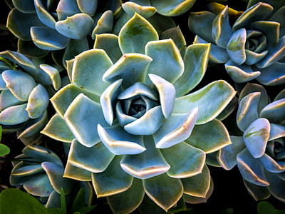 Closeup Photo of Succulent Flowers thumbnail