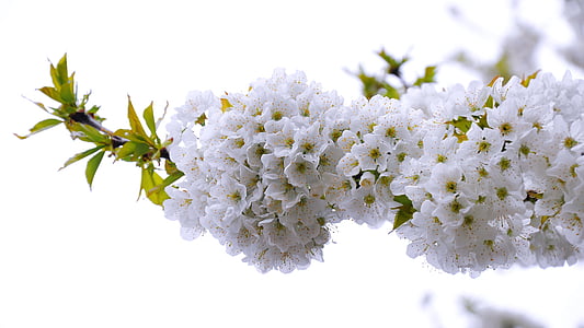 white flowers with green leaves thumbnail