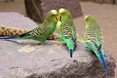 photo of three yellow-and-green budgerigars thumbnail