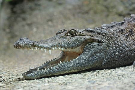 alligator laying on beige ground thumbnail
