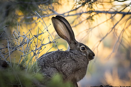 shallow focus photography of gray rabbit thumbnail