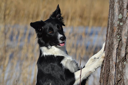 adult black and white border collie thumbnail