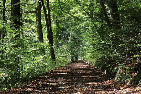 pathway in the middle of the forest thumbnail