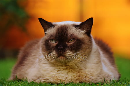 short-coated brown cat laying on grass field thumbnail