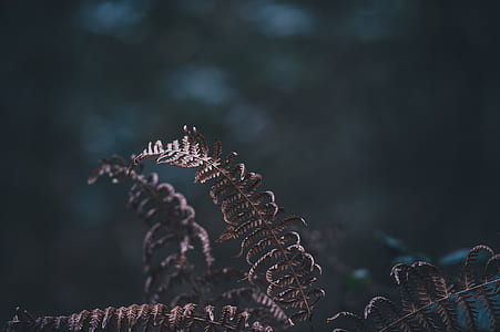 withering fern leaf closeup photo thumbnail