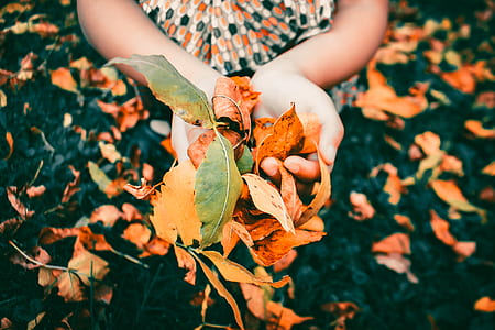 person holding brown and green leaves thumbnail