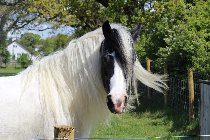 close up photography of white and black horse