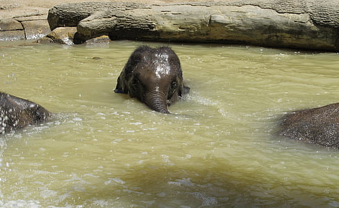close-up photo of brown elephant on water thumbnail